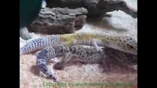 Fortpflanzung der Leopardgeckos [upl. by Merete251]