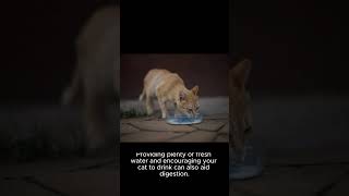 How to prevent hairballs in cats viral cat catlover shorts short [upl. by Saltsman]