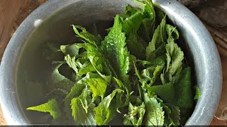 सिस्नु खाने Nettle Curry in Nepal [upl. by Nahraf]