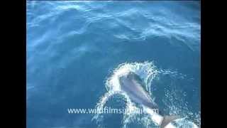 IndoPacific humpbacked dolphins gambolling in the Indian Ocean [upl. by Ruelu]