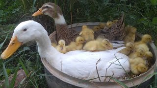 Amazing Duck New Born Pekin New 18Duckling Hatching From Eggs Cute Cute Baby Duck [upl. by Auliffe587]