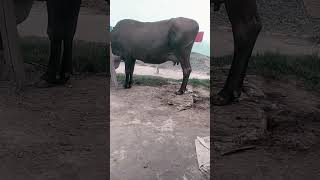 cowvideos milkshake peless saportme Sainullahffid [upl. by Marchak]