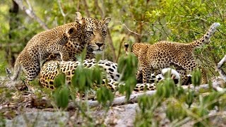 Leopard cubs fight viciously [upl. by Elwina765]