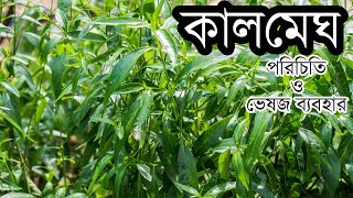 কালমেঘ  Green chiretta  Andrographis paniculata  Kalo megh [upl. by Paulie]