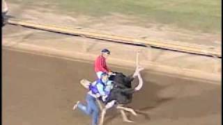 Ostrich Race  Prairie Meadows  July 17 2010 [upl. by Dareen]