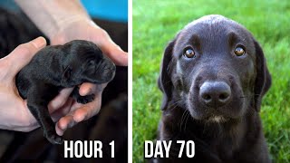 Lab Puppies Growing from 1 Hour to 70 Days  A Documentary [upl. by Refiffej]