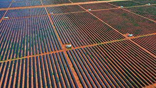 Chinese renewables ‘garbage’ being ‘dumped’ onto Australian farmers [upl. by Ylreveb]