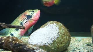 Wild Caught Hemichromis Fasciatus pair Lake Volta spawning [upl. by Marleah]