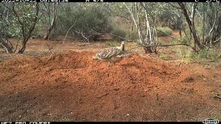 Timelapse Photography Reveals Nesting Malleefowls Busy Day  ViralHog [upl. by Lamaaj]