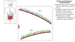 Nucleic acid digestion small intestine [upl. by Jamill]