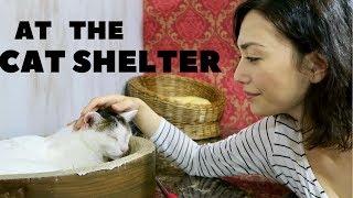 At The Cat Shelter  Vlog [upl. by Seuqcaj]