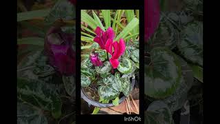 Cyclamen Plant full video on channel cyclamen beautiful flowers ytshorts shorts short foryou [upl. by Anurag451]