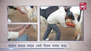 Oilbased ethnoveterinary formulation for Mastitis Bengali [upl. by Earaj]