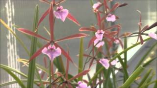 Encyclia bractescens [upl. by Brahear]