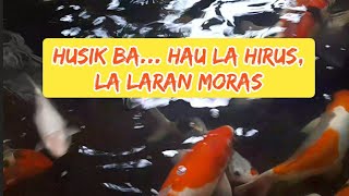 Hau La Hirus Hau La Laran Moras [upl. by Naffets]