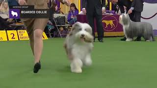 Bearded Collies  Breed Judging 2019 [upl. by Otrevogir472]