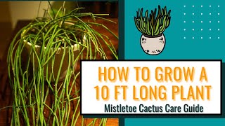 Mistletoe Cactus Rhipsalis Baccifera Plant Care Guide For Beginners [upl. by Gerdy]