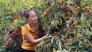 Harvest rambutan go to market to sell Help PRIMITIVE SKILLS growing mustard greens  Hoàng Hương [upl. by Kellda]