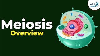 Overview of Meiosis  Dont Memorise [upl. by Evan209]