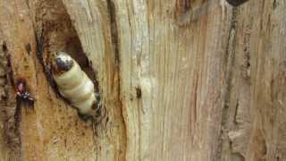 Pine Beetle Larvae [upl. by Tnahsin]