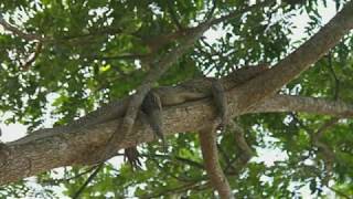 Crocodiles Can Climb Trees Researchers In Climbing Study Observed [upl. by Elleryt535]