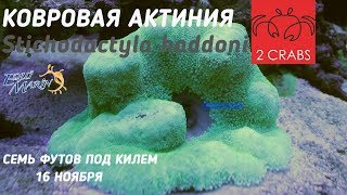 Посылка Ковровая актиния Stichodactyla haddoni [upl. by Tuinenga717]