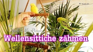 Wellensittiche zähmen 😊 mit ganz viel Liebe 💗💗💗 [upl. by Stretch]