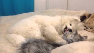 Baby Samoyed amp baby Maine Coon funny [upl. by Ollehcram]