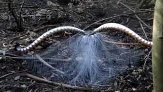 quotBegging for Lovequot Lyrebird mimics car alarm human speech and courtship act [upl. by Ayrotal605]