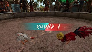 Far Cry 6Rooster Fight [upl. by Arrekahs]