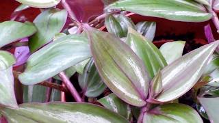 A Closer Look at TRADESCANTIA ZEBRINA  Spiderwort Wandering Jew [upl. by Klarrisa262]