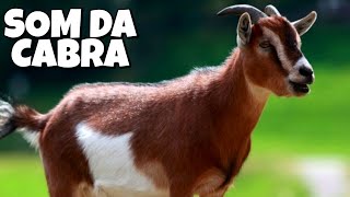 Cabras Berrando Curiosidades e Fatos Sobre a Cabra e o Bode som da cabra [upl. by Mahseh]