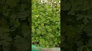 Como cultivar Cilantro organoponico  Hidroponia Organica shorts cultivar hidroponia [upl. by Hake]