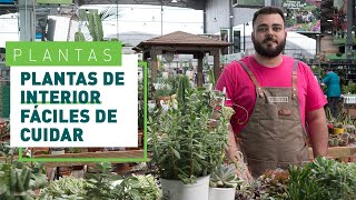 Plantas de interior resistentes y fáciles de cuidar  Plantas en VERDECORA [upl. by Anyak]