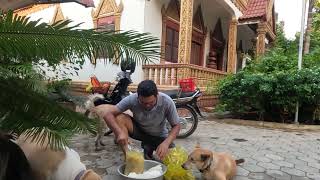 FEEDING MY DOGS IN PAGODA IN KHMER seaanimal animals dog shorts [upl. by Coopersmith]