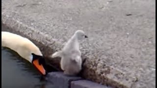 Emerging Baby Swans at Llanfairfechan [upl. by Heron]