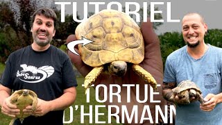 TUTO  Une tortue dHermann dans votre jardin [upl. by Eerok827]