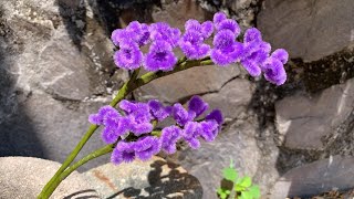 ABC TV  How To Make Statice Flower With Pipe Cleaner  Craft Tutorial [upl. by Harlan879]