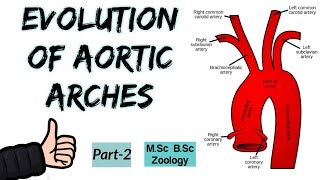 Trends in Evolution of Aortic ArchesModification of Aortic ArchesEvolution of Aortic ArchesPart2 [upl. by Ainafetse]