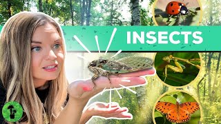 Insects name  Insects name with pictures  Insects vocabulary [upl. by Ahsein]