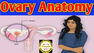 Anatomy of the Ovary  Ovarian ligaments  ovarian cancer  ovarian cancer symptoms [upl. by Kerad431]