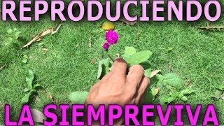 Como reproducir la planta LA SIEMPREVIVA Gomphrena globosa o amaranto globoso [upl. by Schwitzer]