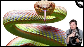 The COMPLETE Phylogeny of Snakes [upl. by Hyams433]