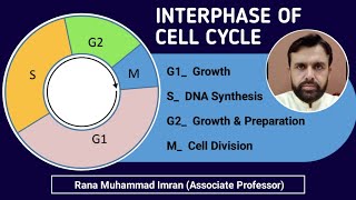 Interphase of cell cycle for FSc and BS Botany and Zoology students [upl. by Amer]