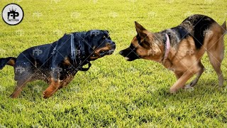 Rottweiler Dog vs German Shepherd Comparison Whos Better [upl. by Hunger]