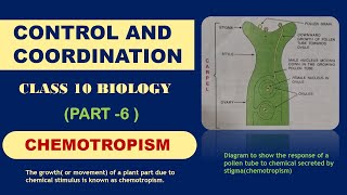 chemotropism in plants  control and coordination class 10 [upl. by Chadabe]