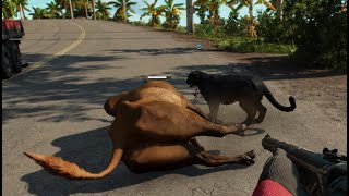 Far Cry 6 BEST AMIGO OLUSO attacked bull [upl. by Anayi]