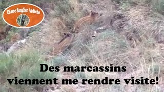 Des marcassins viennent me rendre visite pendant une battue au chevreuil [upl. by Eiram]