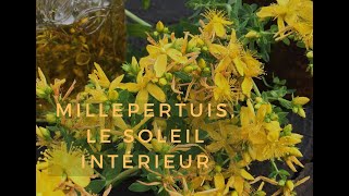 le millepertuis le soleil intérieur [upl. by Moore]