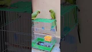 Parrot 🦜 shorts youtubeshorts naturelovers naturebeauty naturephotography petlovers parrots [upl. by Navnod851]